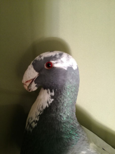  - De vanzare Februarie 2017