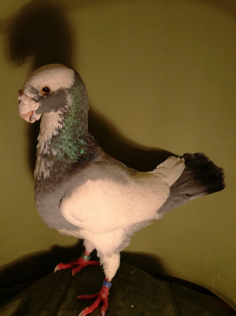 masc.2012[D]cr.Andreas Tremel - De vanzare Februarie 2017