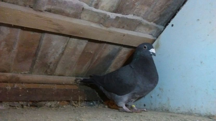 F2015 - Matca Femele 2017