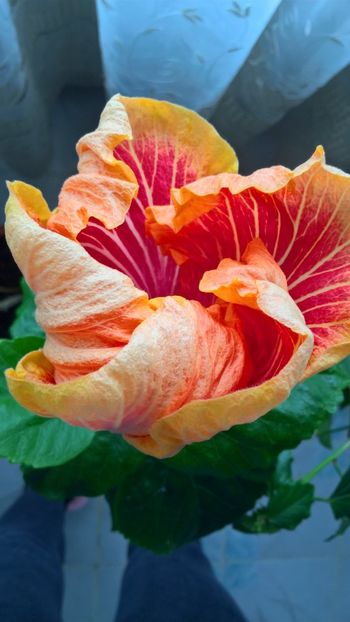  - Hibiscus Gerald Derr