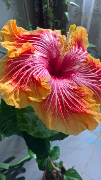 - Hibiscus Gerald Derr