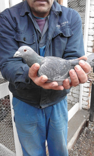 Femela - Porumbei voiajori de vanzare