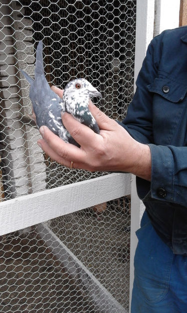 Mascul - Porumbei voiajori de vanzare