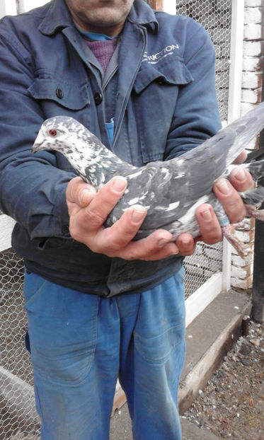 Mascul - Porumbei voiajori de vanzare