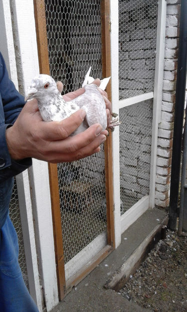 Femela - Porumbei voiajori de vanzare