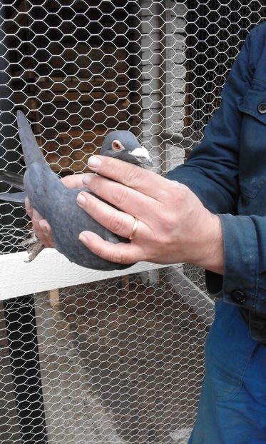 Mascul 1 - Porumbei voiajori de vanzare