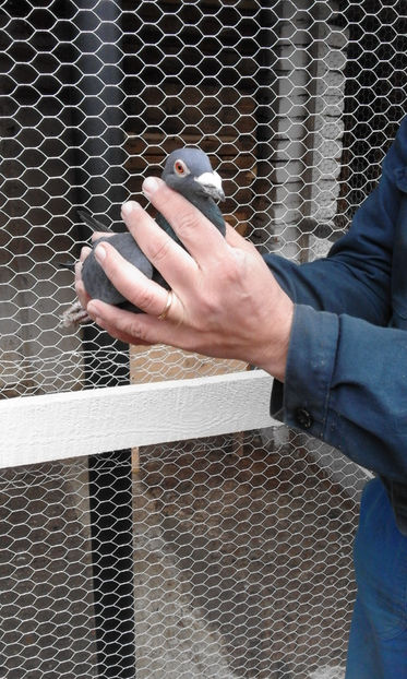 Mascul 2 - Porumbei voiajori de vanzare