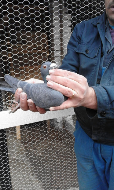 Mascul 2 - Porumbei voiajori de vanzare