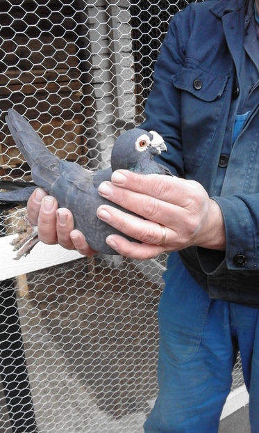 Mascul - Porumbei voiajori de vanzare