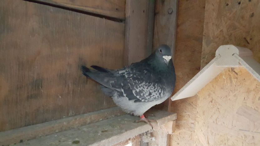 M2016 - Matca Masculi 2017