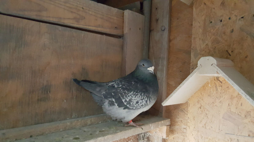  - Matca Masculi 2017