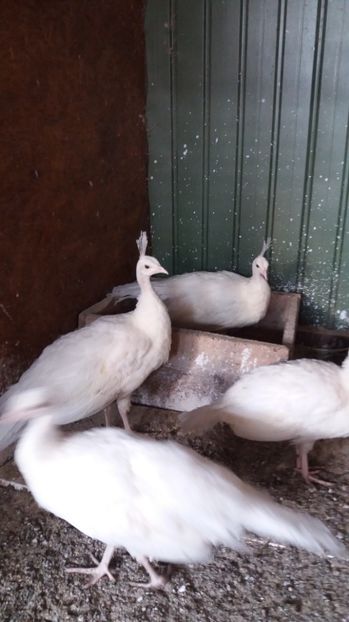 Pauni albi - Pauni albi de vanzare