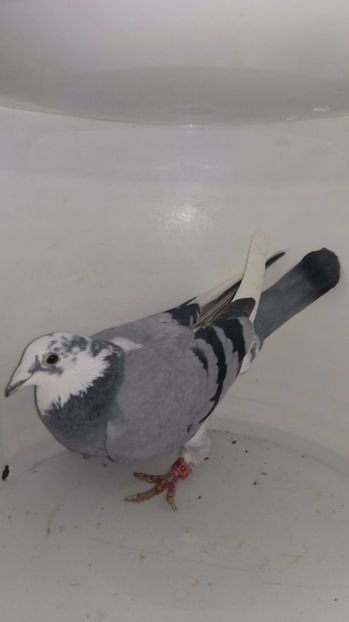 F 2013 vanduta - De! voiajori vanduti