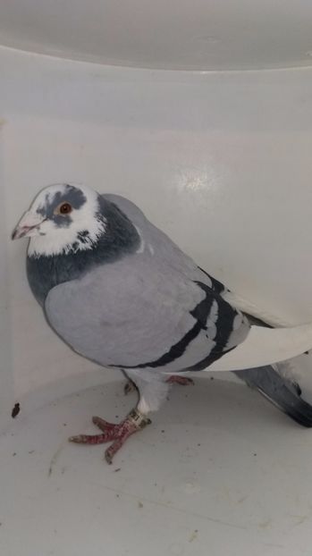 M 2012 vandut - De! voiajori vanduti