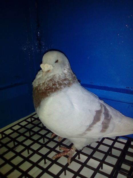 M 2012 - 2017 Masculi