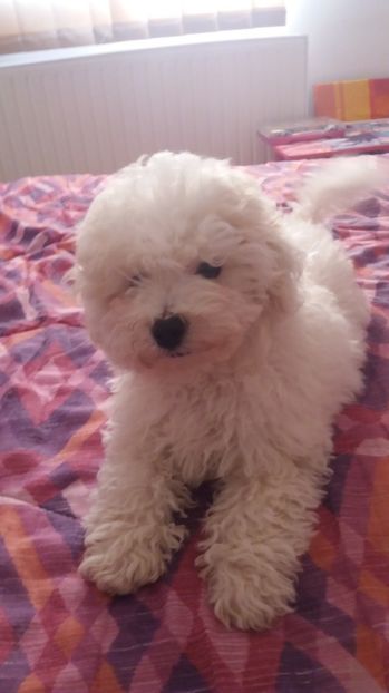 Tanase viorel - Bichon frise  cu pedigree 2017