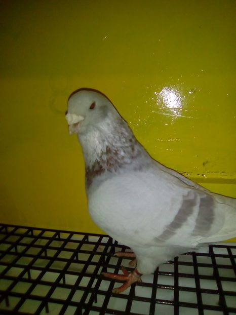 M 2015 - 2017 Masculi