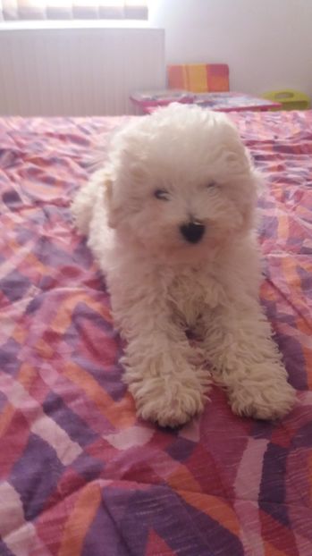  - Bichon frise  cu pedigree 2017