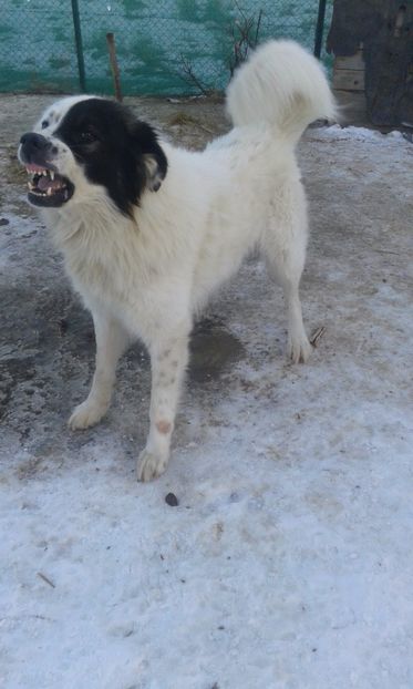 Super agresiv - C Paza gospodariei