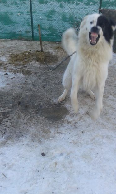  - C Paza gospodariei