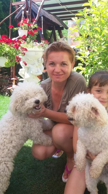  - Bichon frise  cu pedigree 2017