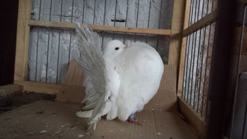 Mascul 2016 nr 11 - PORUMBEI VANDUTI