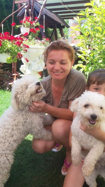  - Bichon frise  cu pedigree 2017