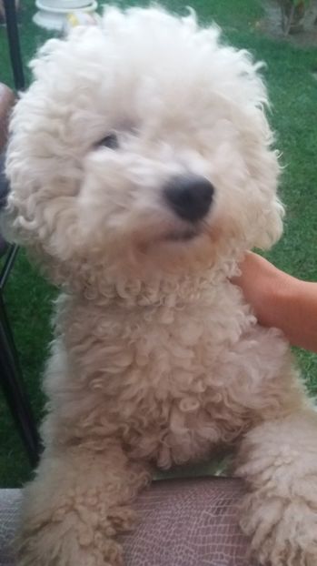  - Bichon frise  cu pedigree 2017