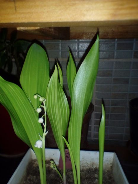 margaritar cu frunza vargata - plante de primavara