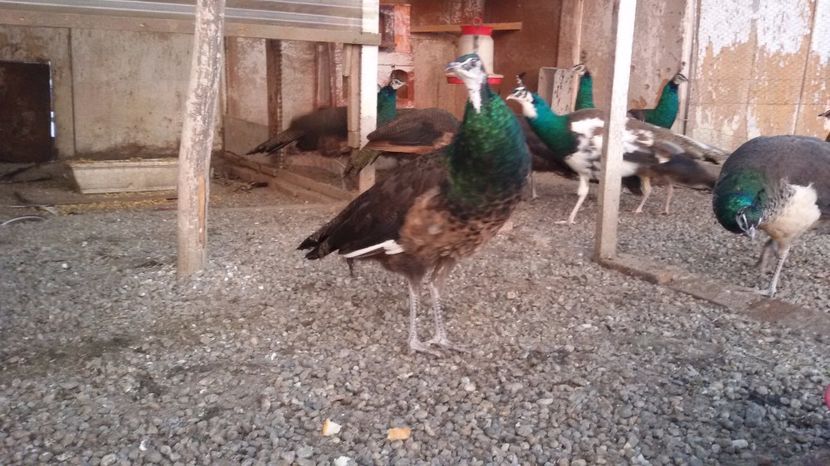  - 3PUI PAUN SPALDING 2016