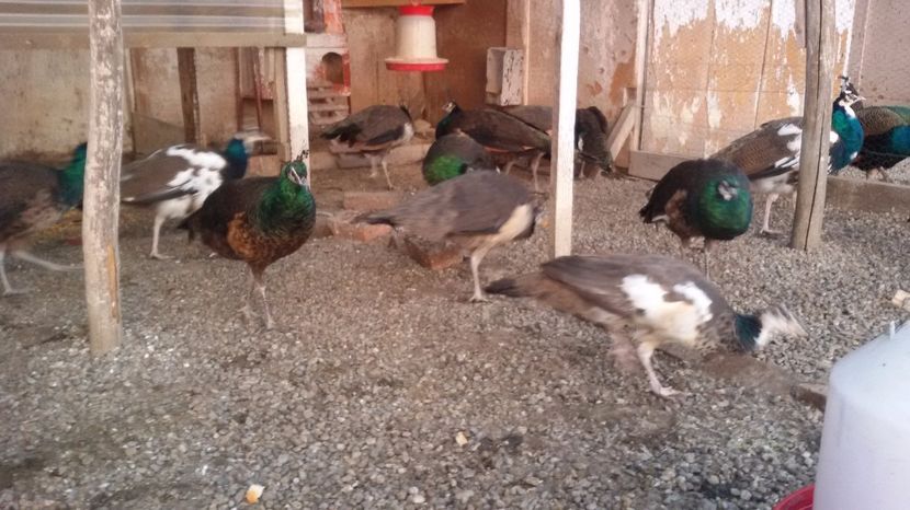  - 3PUI PAUN SPALDING 2016