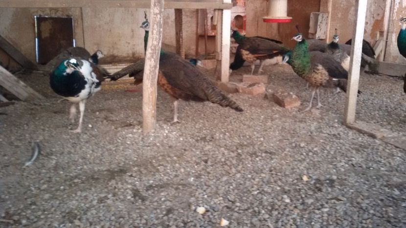  - 3PUI PAUN SPALDING 2016