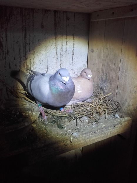  - Voiajori de ANTWERP