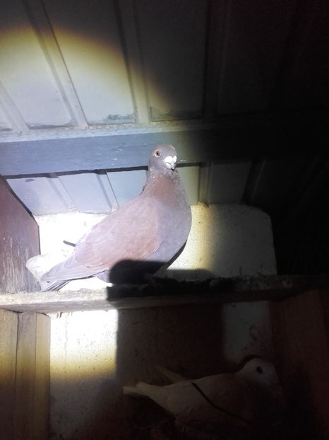  - Voiajori de ANTWERP