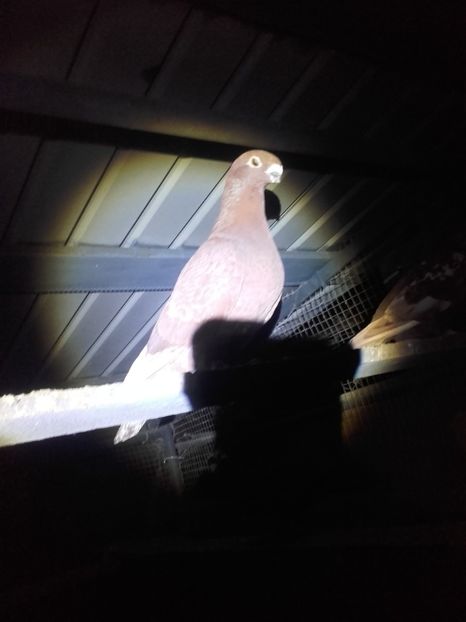  - Voiajori de ANTWERP