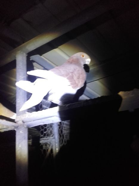  - Voiajori de ANTWERP