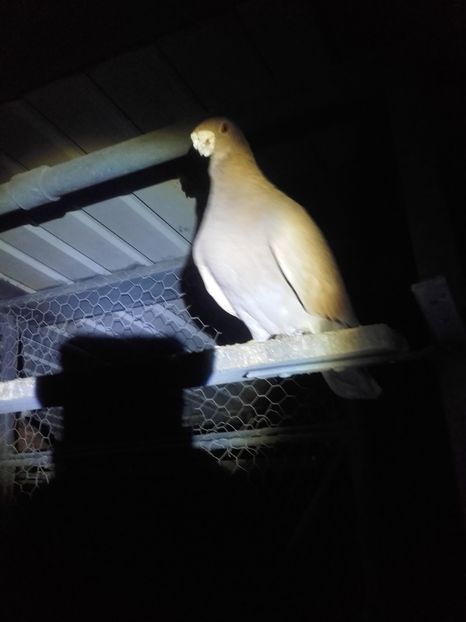  - Voiajori de ANTWERP