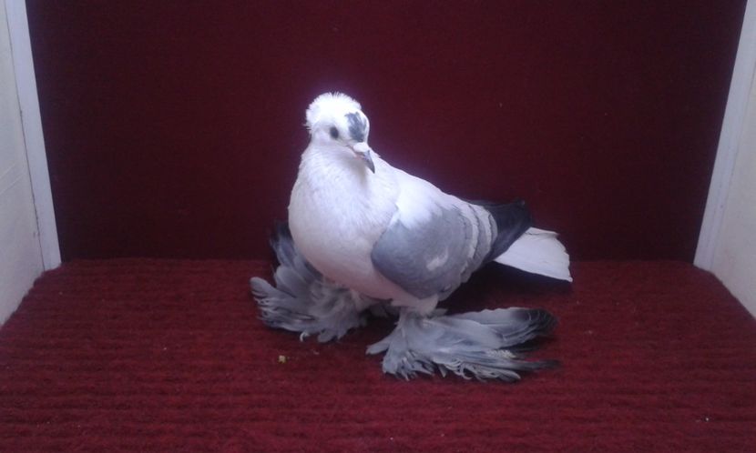 03. Mascul EE RO 13 1903 - 25 Randunica de Saxonia ------------- masculi vanduti