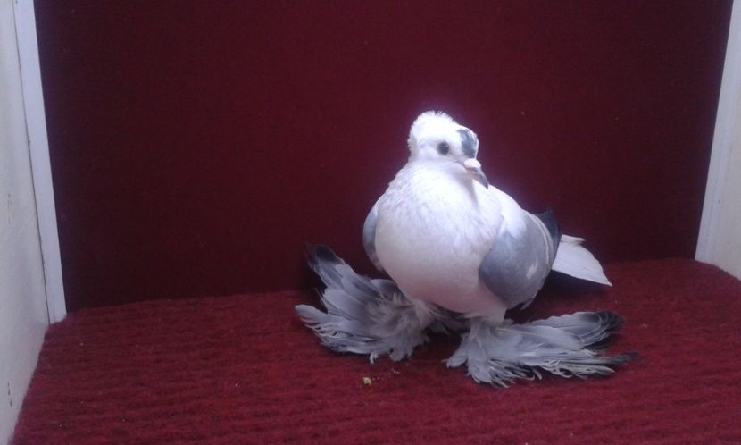 04. Mascul EE RO 13 1903 - 25 Randunica de Saxonia ------------- masculi vanduti