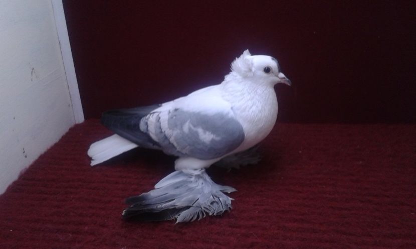 05. Mascul EE RO 13 1903 - 25 Randunica de Saxonia ------------- masculi vanduti