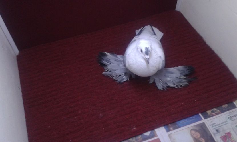 08. Mascul EE RO 13 1903 - 25 Randunica de Saxonia ------------- masculi vanduti