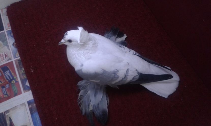 09. Mascul EE RO 13 1903 - 25 Randunica de Saxonia ------------- masculi vanduti