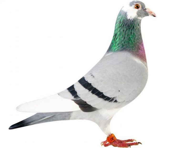 NL-14-1062963 F MAMA - Catrinescu G Batenburga