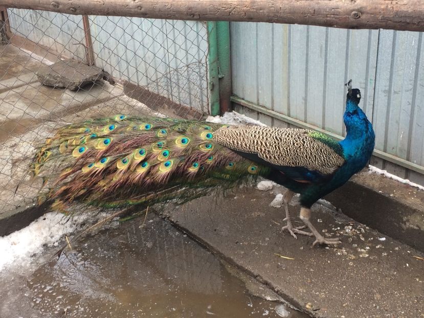  - 5-PAUNI  ALBASTRII INDIENI