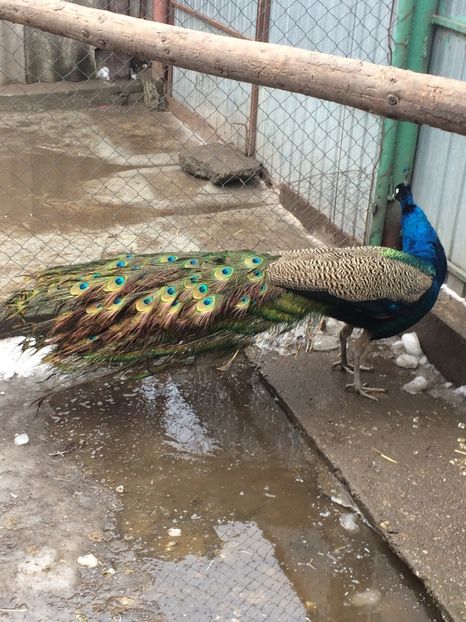  - 5-PAUNI  ALBASTRII INDIENI