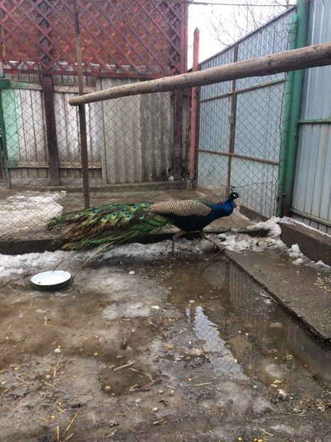  - 5-PAUNI  ALBASTRII INDIENI