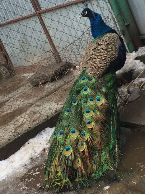  - 5-PAUNI  ALBASTRII INDIENI