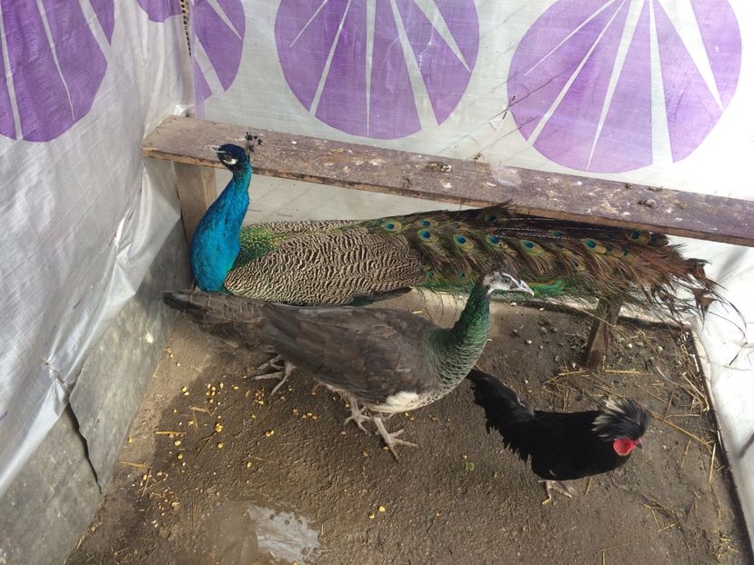  - 5-PAUNI  ALBASTRII INDIENI