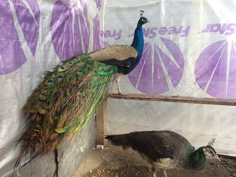  - 5-PAUNI  ALBASTRII INDIENI