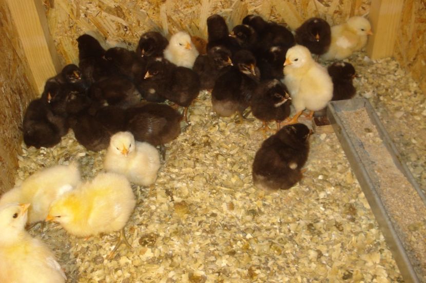  - PUI - TINERET 2017 - SERIA 1